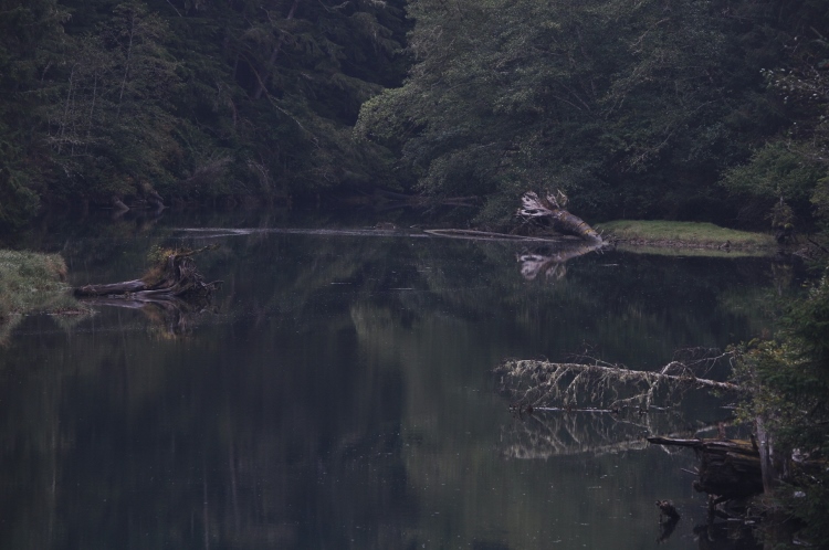 pond and marsh